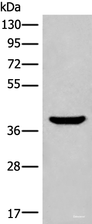 Western blot analysis of Mouse liver tissue lysate using ADORA3 Polyclonal Antibody at dilution of 1:400
