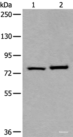 Western blot analysis of Hela and HEPG2 cell lysates using RIPK1 Polyclonal Antibody at dilution of 1:800