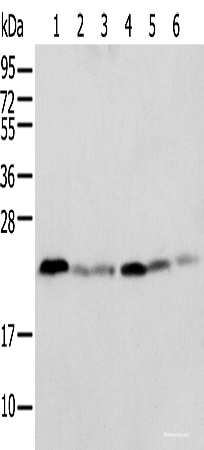 Western blot analysis of K-562 cell Human placenta tissue Mouse adrenal gland tissue HT-29 cell NIH/3T3 cell Rat lung tissue using SPCS2 Polyclonal Antibody at dilution of 1:500