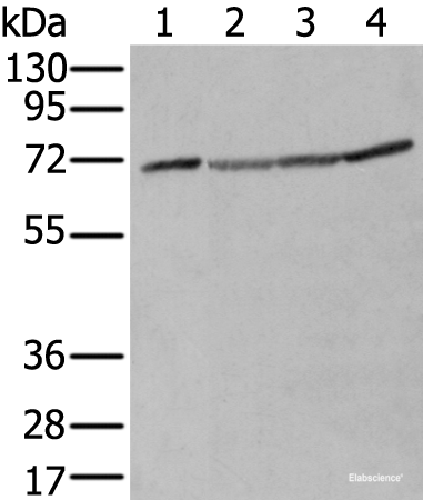 Western blot analysis of A172 Hela Hepg2 and K562 cell lysates using ZUFSP Polyclonal Antibody at dilution of 1:300
