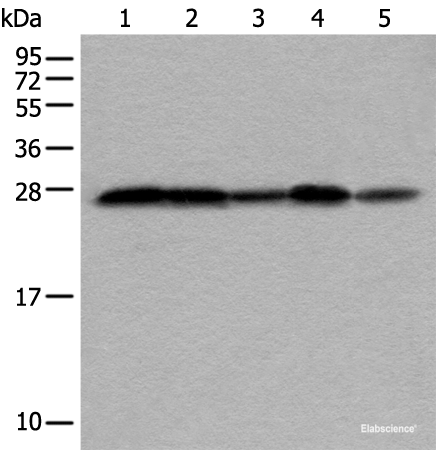 Western blot analysis of HEPG2 Hela Jurkat 231 and HUVEC cell lysates using VTI1A Polyclonal Antibody at dilution of 1:350