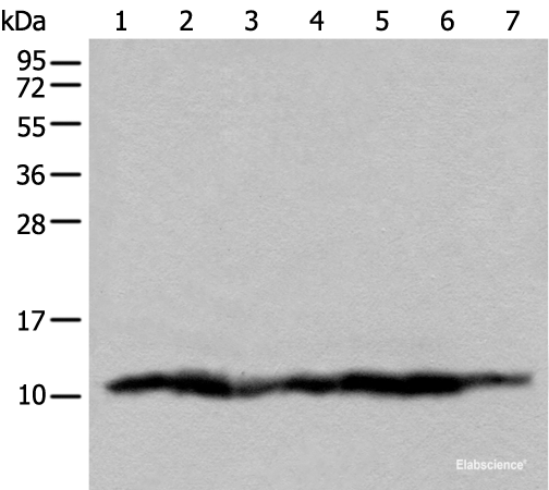 Western blot analysis of 293T cell lysates using UQCRQ Polyclonal Antibody at dilution of 1:450