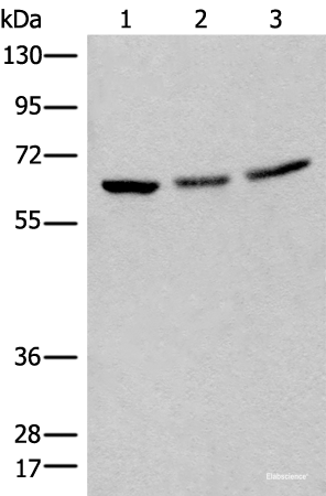 Western blot analysis of 293T cell lysates using BRD9 Polyclonal Antibody at dilution of 1:550