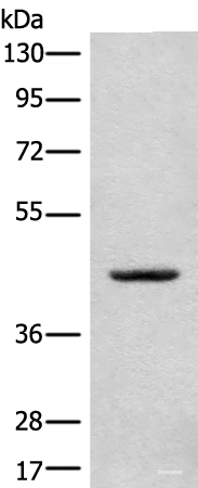 Western blot analysis of A375 cell lysate using CANT1 Polyclonal Antibody at dilution of 1:500