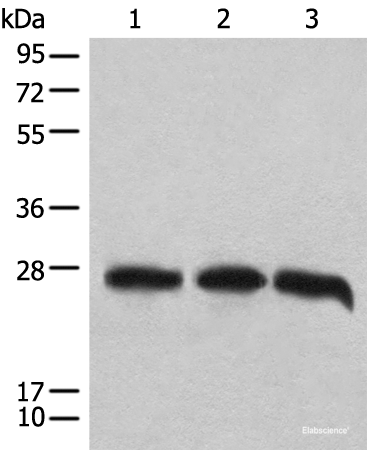 Western blot analysis of 293T cell lysates using CHCHD3 Polyclonal Antibody at dilution of 1:1000