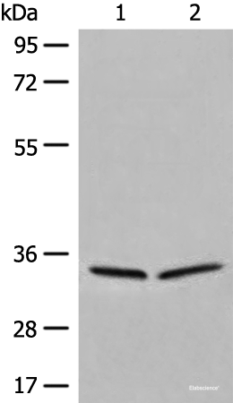 Western blot analysis of 231 and Raji cell lysates using DIMT1 Polyclonal Antibody at dilution of 1:450