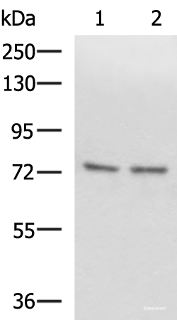 Western blot analysis of Raji and 231 cell lysates using SCMH1 Polyclonal Antibody at dilution of 1:1000