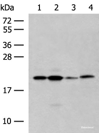 Western blot analysis of 293T cell lysates using RNF5 Polyclonal Antibody at dilution of 1:250