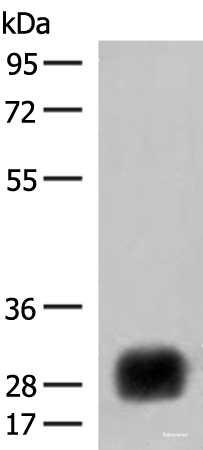 Western blot analysis of Raji cell lysate using HLA-DRB4 Polyclonal Antibody at dilution of 1:450