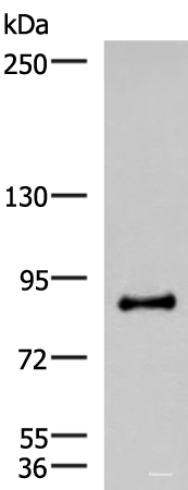 Western blot analysis of Mouse brain tissue lysate using RTN1 Polyclonal Antibody at dilution of 1:600
