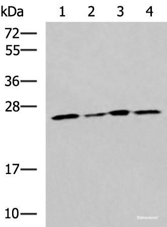 Western blot analysis of LOVO Hela A549 and HT29 cell lysates using RPL13A Polyclonal Antibody at dilution of 1:1600