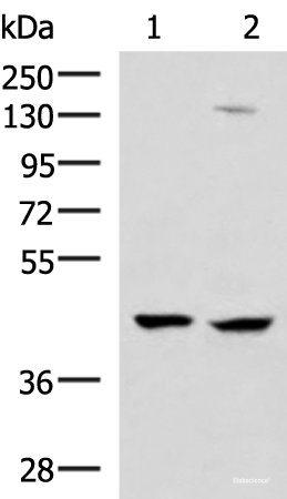 Western blot analysis of 293T and Jurkat cell lysates using MAGEC2 Polyclonal Antibody at dilution of 1:850