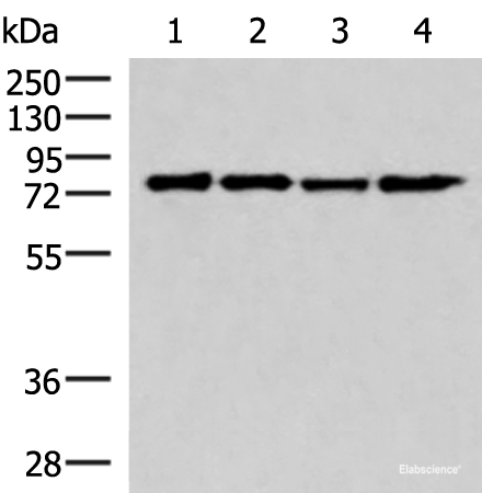 Western blot analysis of 293T cell lysates using AKAP17A Polyclonal Antibody at dilution of 1:650