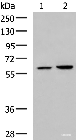 Western blot analysis of 231 and HepG2 cell lysates using FKBP4 Polyclonal Antibody at dilution of 1:900
