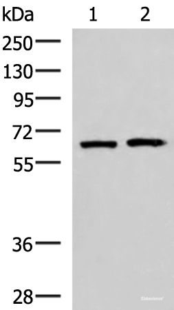 Western blot analysis of 293T and Jurkat cell lysates using GPKOW Polyclonal Antibody at dilution of 1:2000