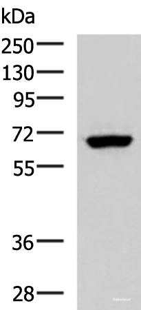 Western blot analysis of NIH/3T3 cell lysate using PPP2R1A Polyclonal Antibody at dilution of 1:850