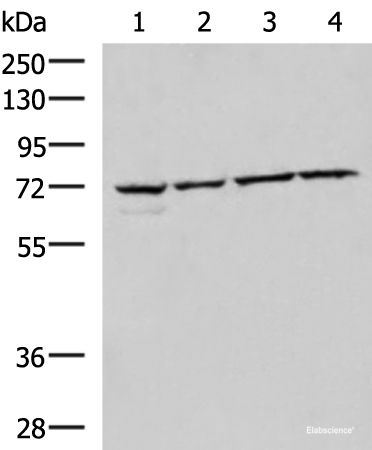 Western blot analysis of 293T Raji Jurkat HepG2 cell lysates using CBFA2T2 Polyclonal Antibody at dilution of 1:1000