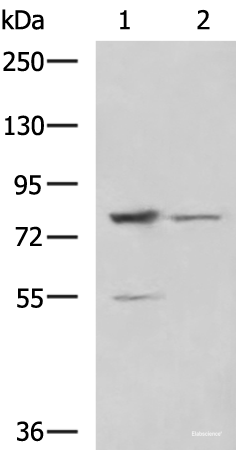 Western blot analysis of LO2 and 231 cell lysates using SORBS2 Polyclonal Antibody at dilution of 1:800