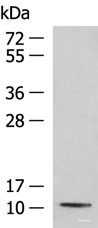 Western blot analysis of Mouse kidney tissue lysate using PCBD1 Polyclonal Antibody at dilution of 1:800