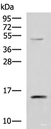 Western blot analysis of 293T cell lysate using PHPT1 Polyclonal Antibody at dilution of 1:800