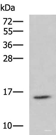 Western blot analysis of Jurkat cell lysate using H2AFJ Polyclonal Antibody at dilution of 1:800