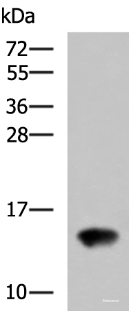 Western blot analysis of Rat kidney tissue lysate using FAM19A4 Polyclonal Antibody at dilution of 1:650