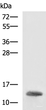 Western blot analysis of K562 cell lysate using HBZ Polyclonal Antibody at dilution of 1:1600
