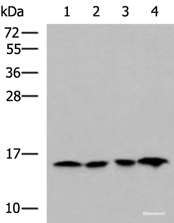 Western blot analysis of Jurkat HepG2 Hela and Raji cell lysates using MRPL42 Polyclonal Antibody at dilution of 1:800
