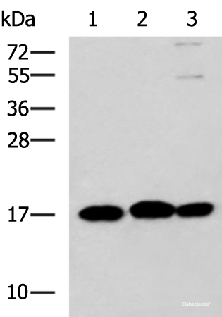 Western blot analysis of 231 HL60 and Jurkat cell lysates using RPS14 Polyclonal Antibody at dilution of 1:700