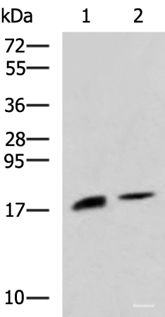 Western blot analysis of Rat pancreas tissue and Mouse pancreas tissue lysates using RNASE1 Polyclonal Antibody at dilution of 1:650