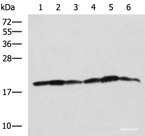 Western blot analysis of 293T K562 and HepG2 cell lysates using BLOC1S6 Polyclonal Antibody at dilution of 1:650