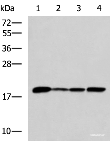 Western blot analysis of K562 Jurkat HepG2 cell Human fetal intestines tissue lysates using AK6 Polyclonal Antibody at dilution of 1:800