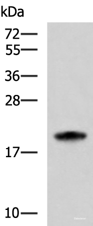 Western blot analysis of HL-60 cell lysate using MRPS28 Polyclonal Antibody at dilution of 1:600