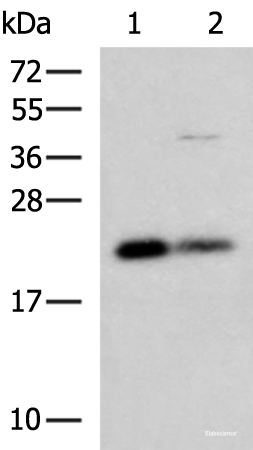 Western blot analysis of HepG2 and A549 cell lysates using CSRP2 Polyclonal Antibody at dilution of 1:900