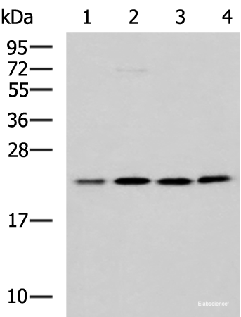 Western blot analysis of K562 A172 Jurkat LOVO cell lysates using MRPL40 Polyclonal Antibody at dilution of 1:1000
