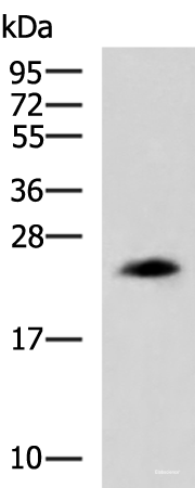 Western blot analysis of NIH/3T3 cell lysate using CLTB Polyclonal Antibody at dilution of 1:800