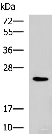 Western blot analysis of NIH/3T3 cell lysate using RAB38 Polyclonal Antibody at dilution of 1:900