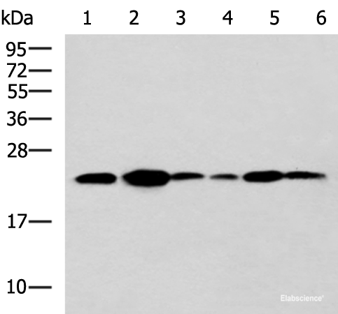Western blot analysis of NIH/3T3 cell Mouse Pancreas tissue Rat lung tissue Mouse liver tissue Hela Raji cell lysates using TMED10 Polyclonal Antibody at dilution of 1:900