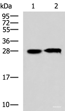Western blot analysis of 293T cell lysates using CCDC134 Polyclonal Antibody at dilution of 1:800