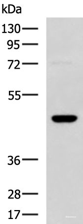 Western blot analysis of TM4 cell lysate using DNAJA4 Polyclonal Antibody at dilution of 1:800