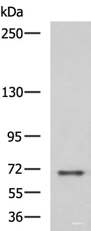 Western blot analysis of RAW264.7 cell lysate using PREPL Polyclonal Antibody at dilution of 1:800