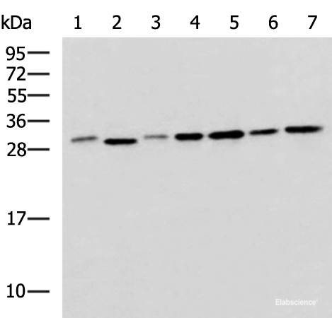 Western blot analysis of 293T LO2 Hela and Jurkat cell lysates using EXOSC4 Polyclonal Antibody at dilution of 1:650