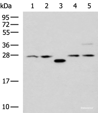 Western blot analysis of 293T cell lysates using PSMA6 Polyclonal Antibody at dilution of 1:1000