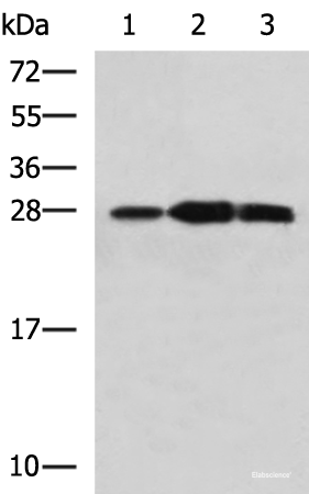 Western blot analysis of Mouse kidney tissue Raji and Jurkat cell lysates using PLEKHF2 Polyclonal Antibody at dilution of 1:1400