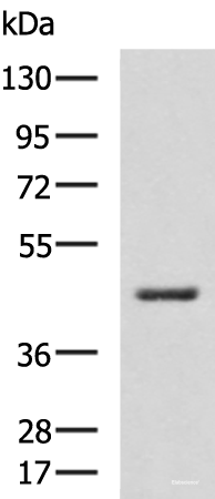 Western blot analysis of RAW264.7 cell lysate using HSD3B2 Polyclonal Antibody at dilution of 1:600