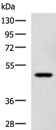 Western blot analysis of TM4 cell lysate using SNIP1 Polyclonal Antibody at dilution of 1:1150