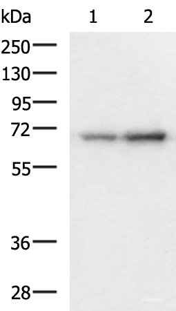 Western blot analysis of 293T and HepG2 cell lysates using PAIP1 Polyclonal Antibody at dilution of 1:1150