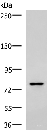 Western blot analysis of Raji cell lysate using SKI Polyclonal Antibody at dilution of 1:800