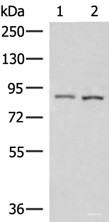 Western blot analysis of 231 and HepG2 cell lysates using CUL4A Polyclonal Antibody at dilution of 1:600