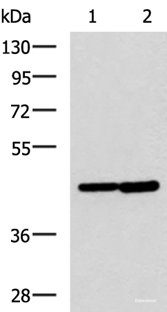 Western blot analysis of Hela and Jurkat cell lysates using LAMP3 Polyclonal Antibody at dilution of 1:600